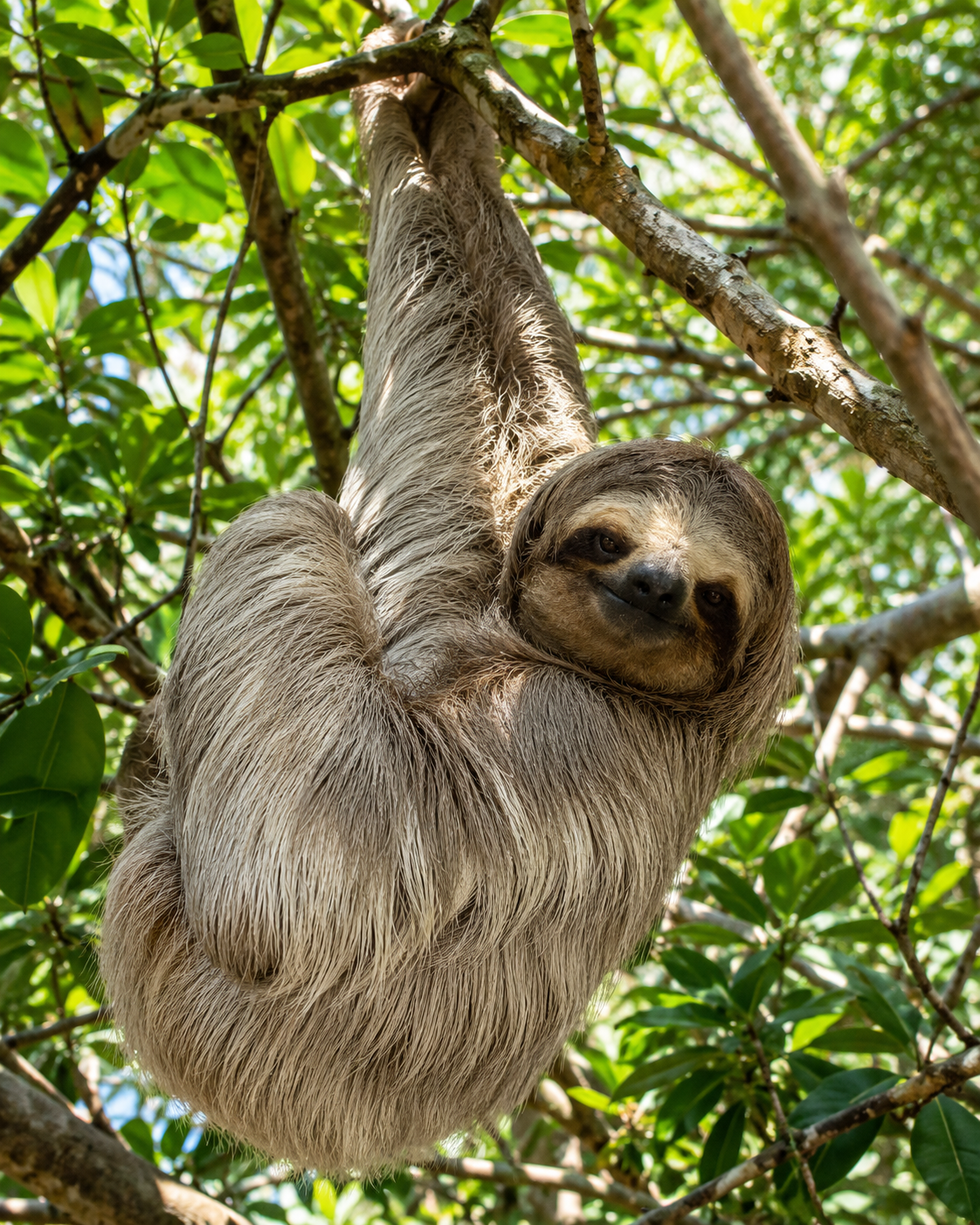 Monkey & Sloth Sanctuary
